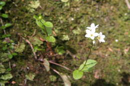 Imagem de Myosotis pottsiana (L. B. Moore) Meudt, Prebble, R. J. Stanley & Thorsen