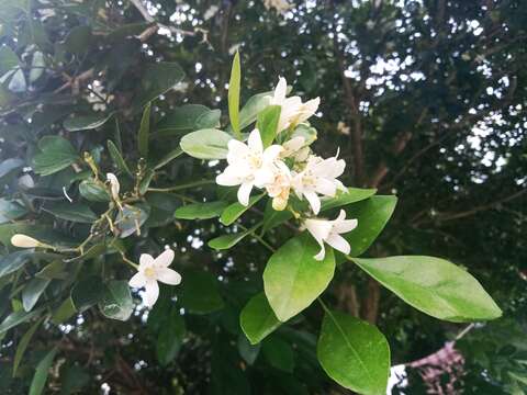 Image of orange jasmine