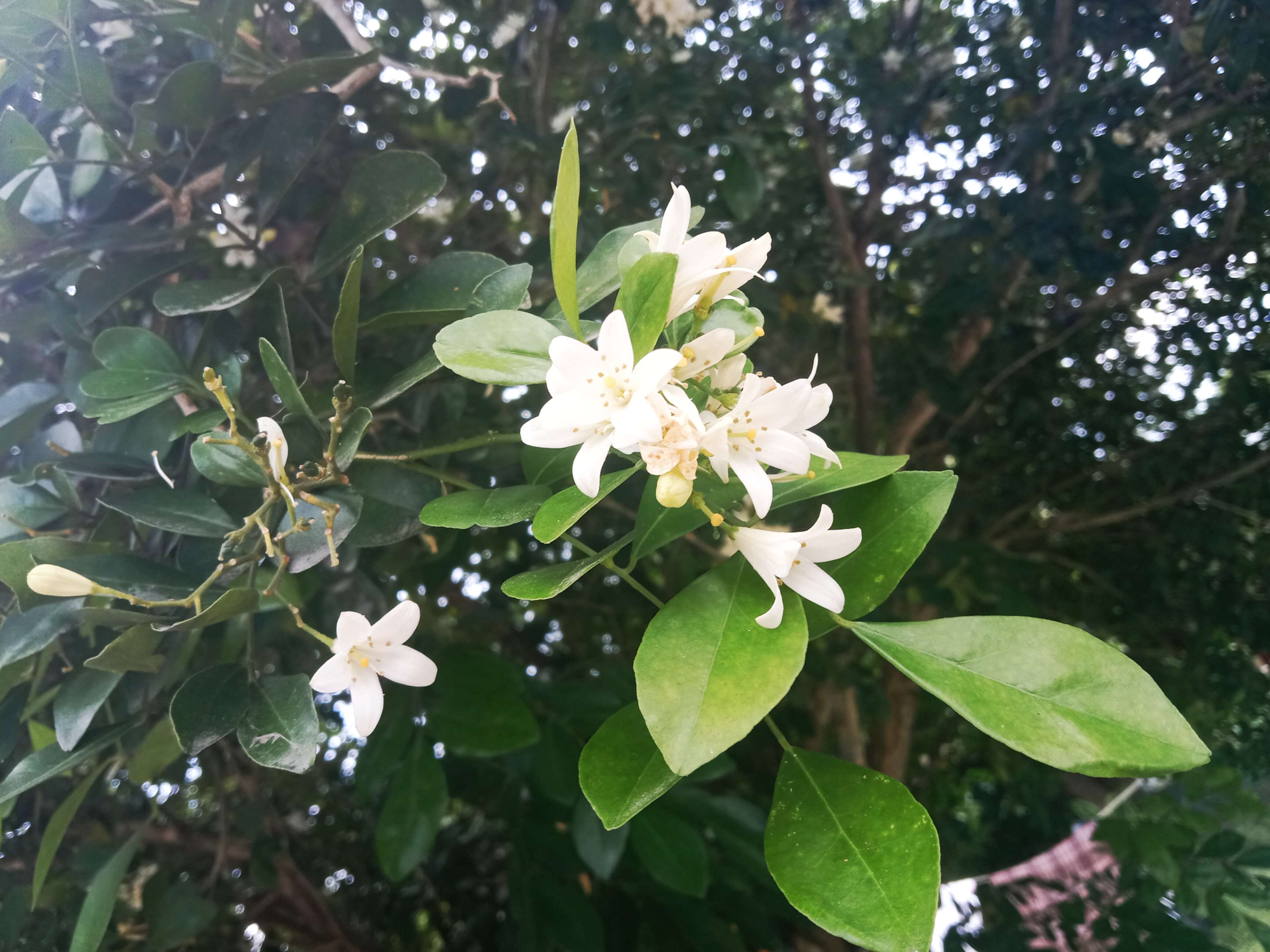 Image of orange jasmine