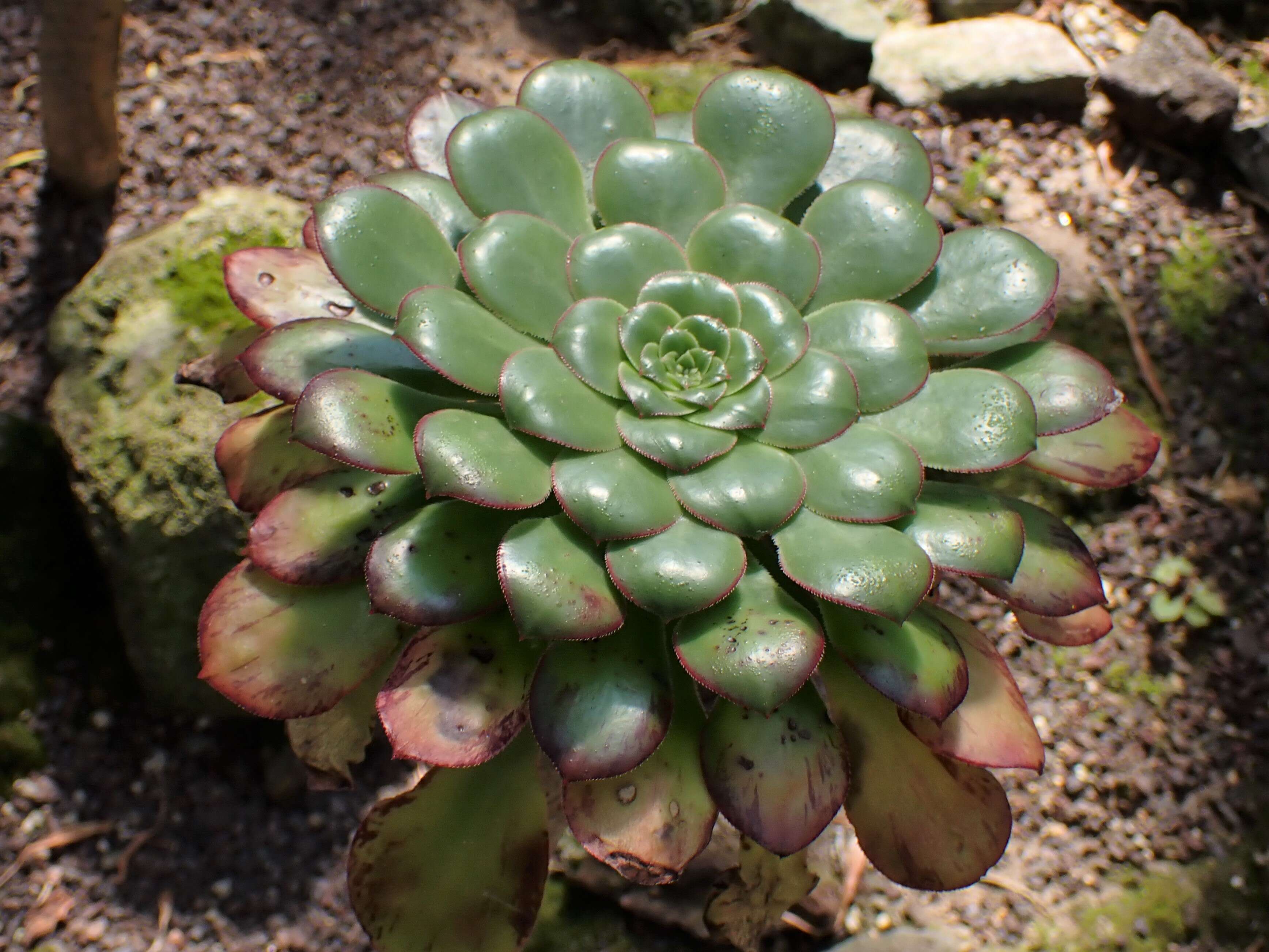 Image of Aeonium ciliatum (Willd.) Webb & Berth.