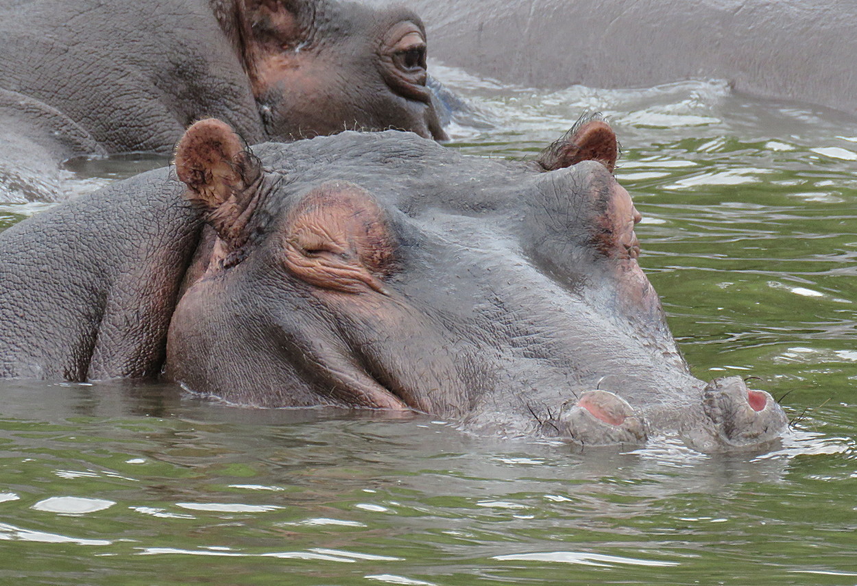 Image of Common Hippopotamus