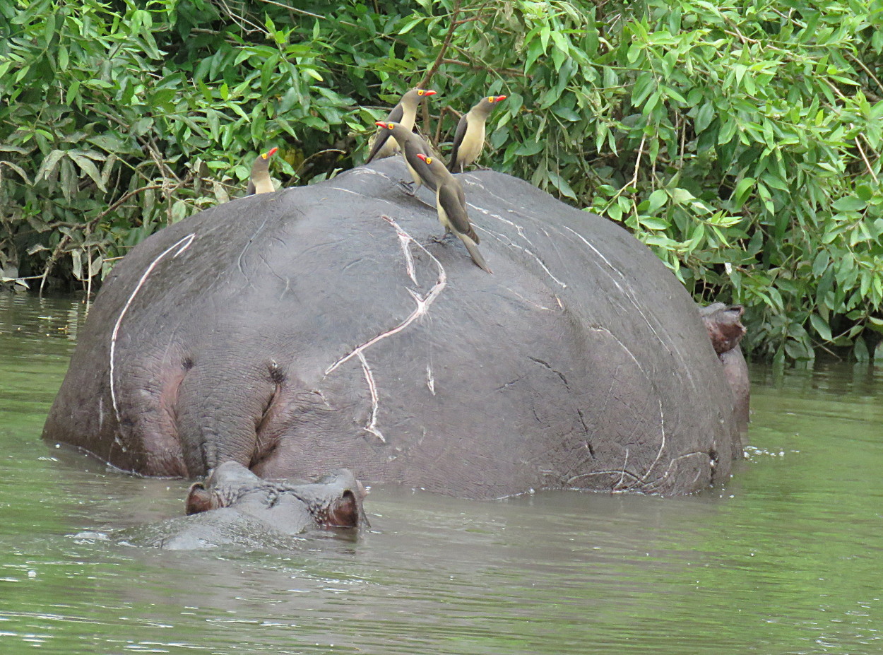 Image of Common Hippopotamus