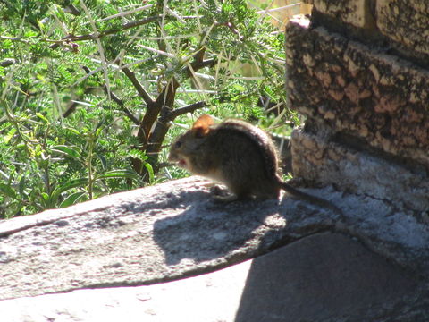 Image of Four-striped Grass Mouse