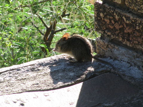 Image of Four-striped Grass Mouse