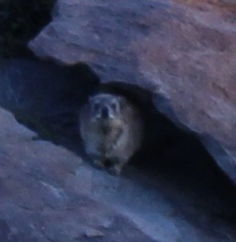 Image of Rock Hyrax