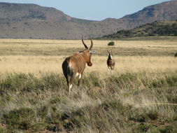 Image of Blesbok