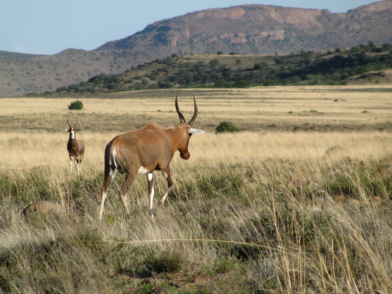 Image of Blesbok