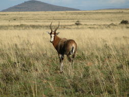 Image of Blesbok