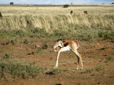 Image of Springbok