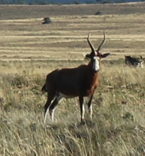 Image of Blesbok