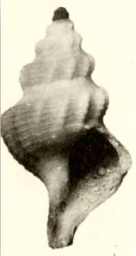 Plancia ëd Pleurotomella packardii Verrill 1872