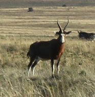 Image of Blesbok