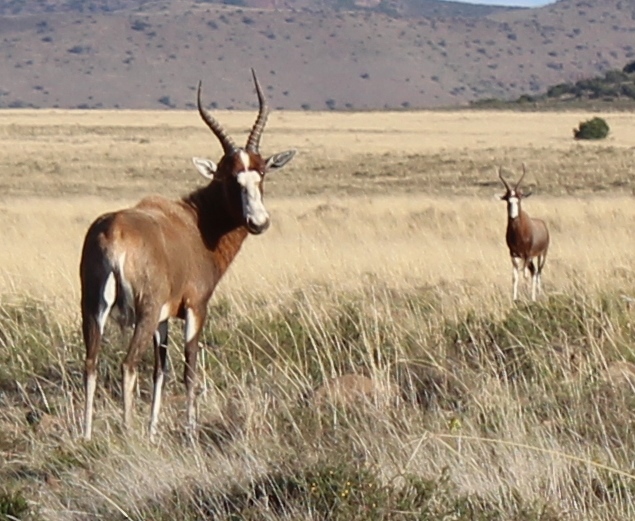 Image of Blesbok