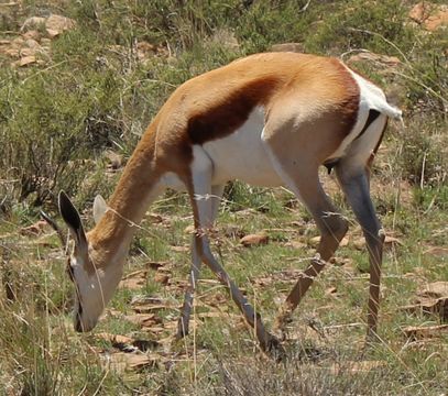 Image of Springbok