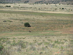 Image of Black Wildebeest