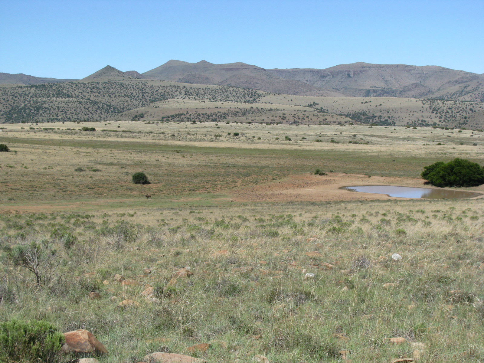 Image of Black Wildebeest