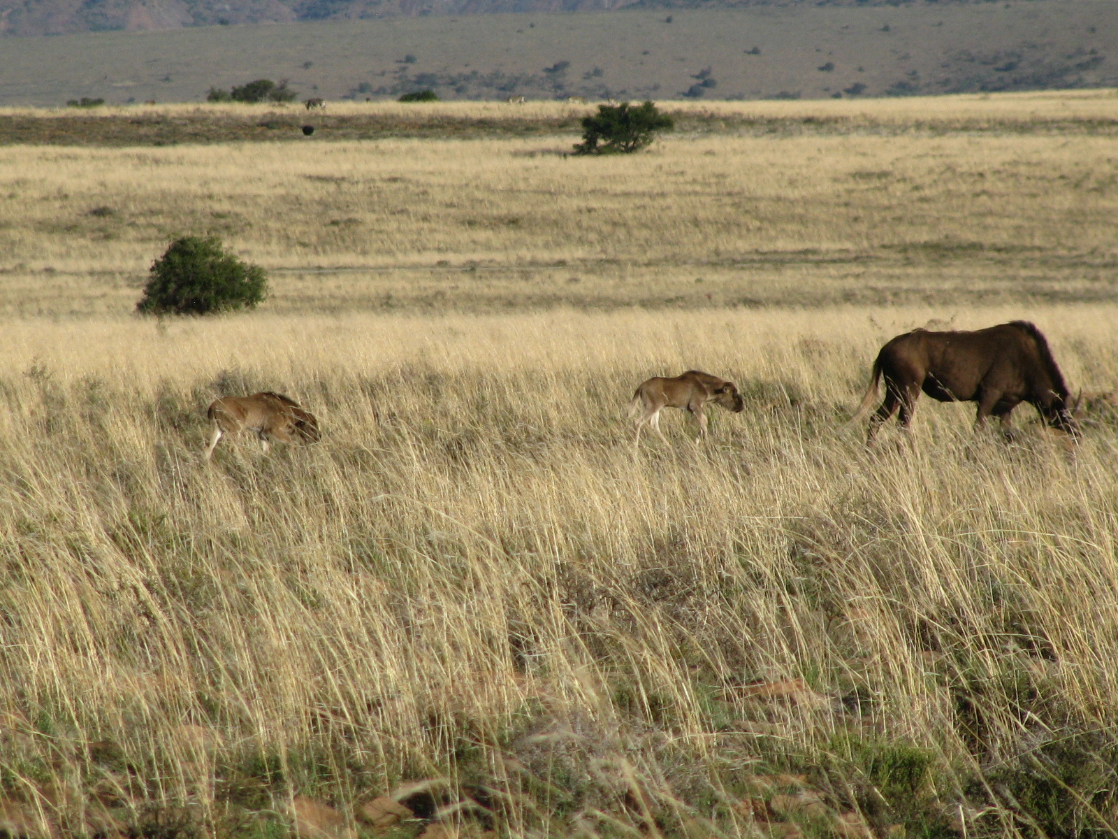 Image of Black Wildebeest