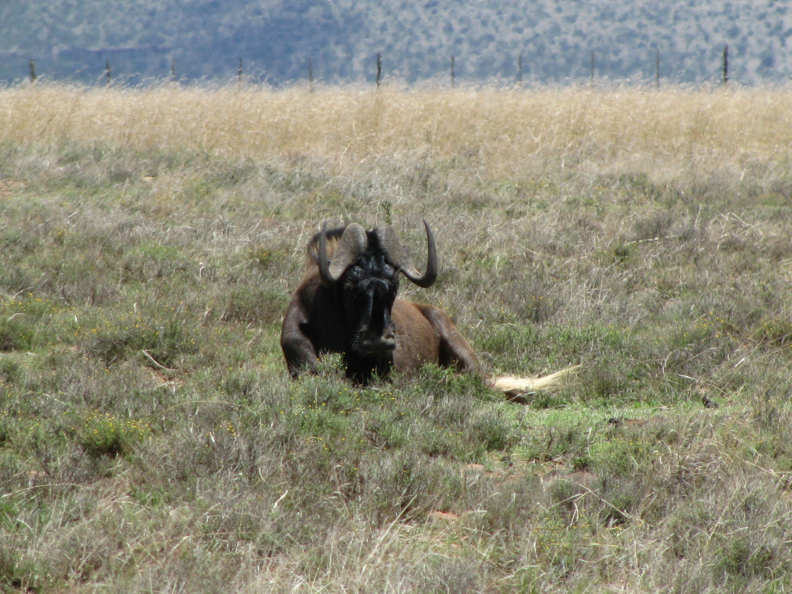 Image of Black Wildebeest