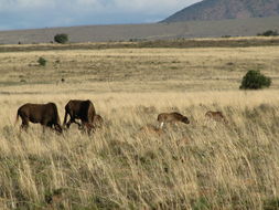 Image of Black Wildebeest