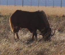 Image of Black Wildebeest