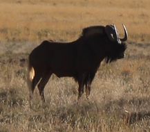 Image of Black Wildebeest