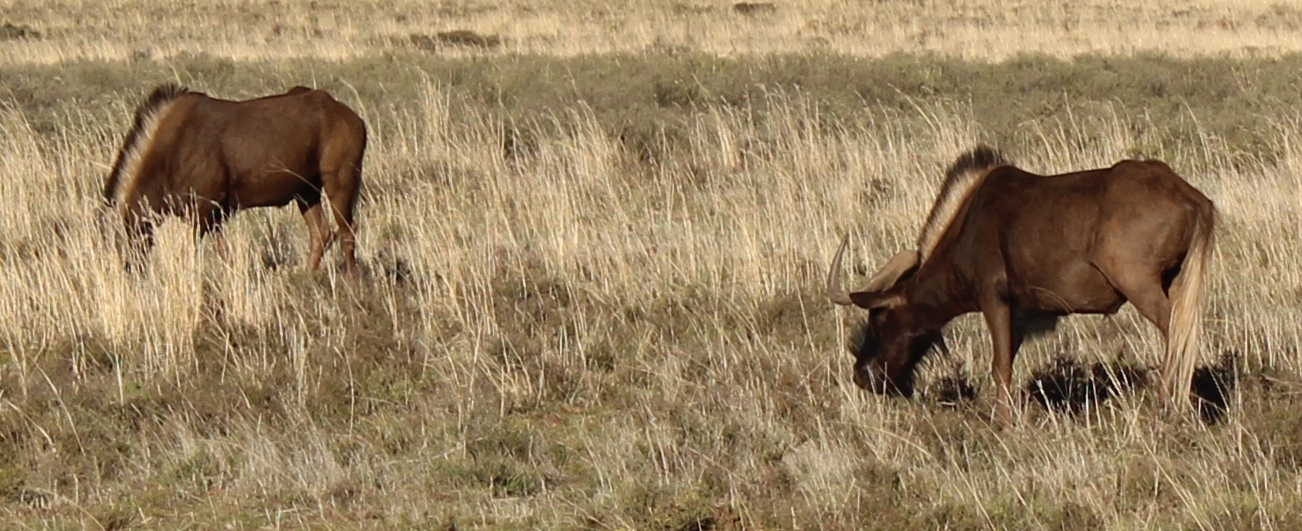 Image of Black Wildebeest