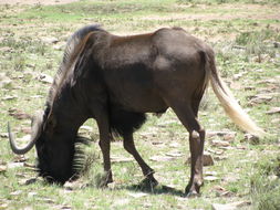 Image of Black Wildebeest