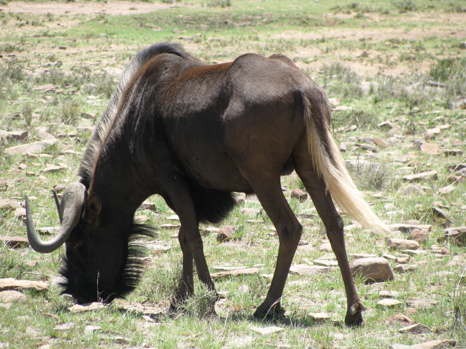 Image of Black Wildebeest