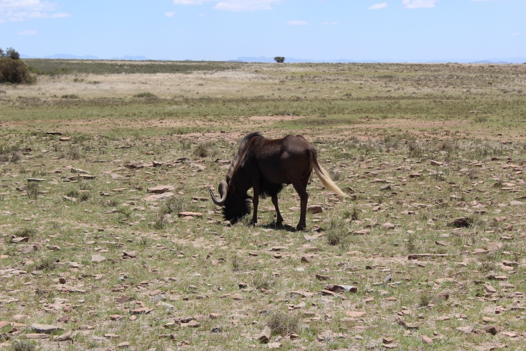 Image of Black Wildebeest