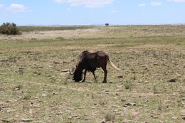 Image of Black Wildebeest