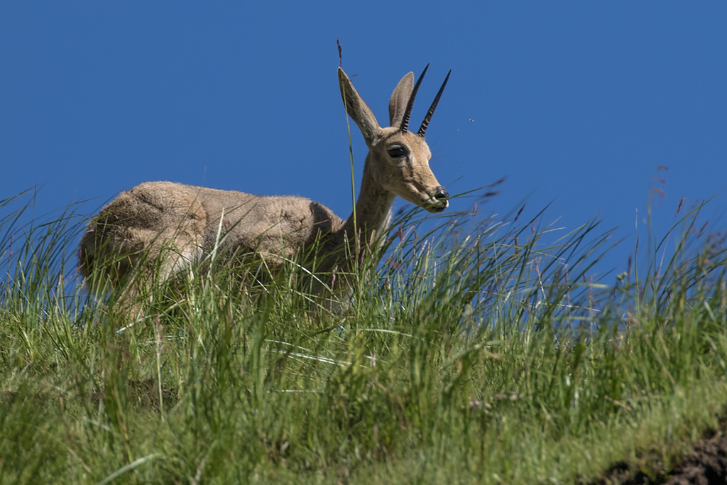 Image of Grey Rhebok