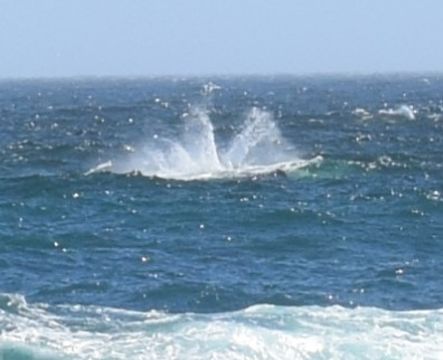 Image of Southern Right Whale