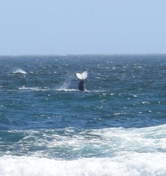 Image of Southern Right Whale