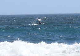 Image of Southern Right Whale