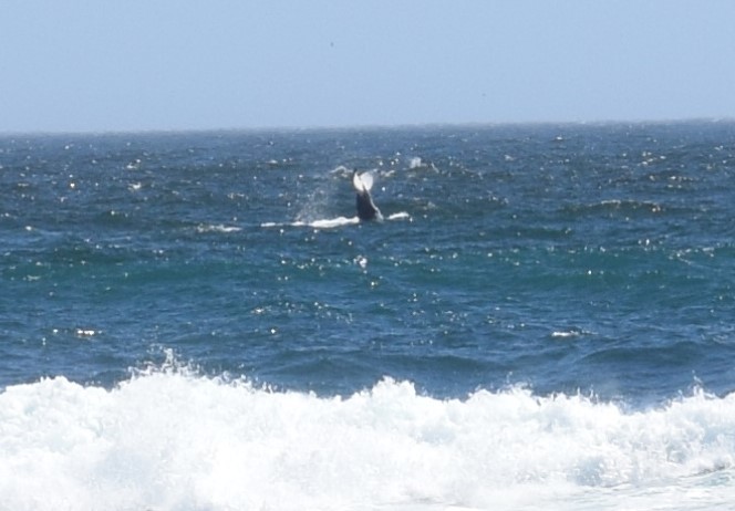 Image of Southern Right Whale