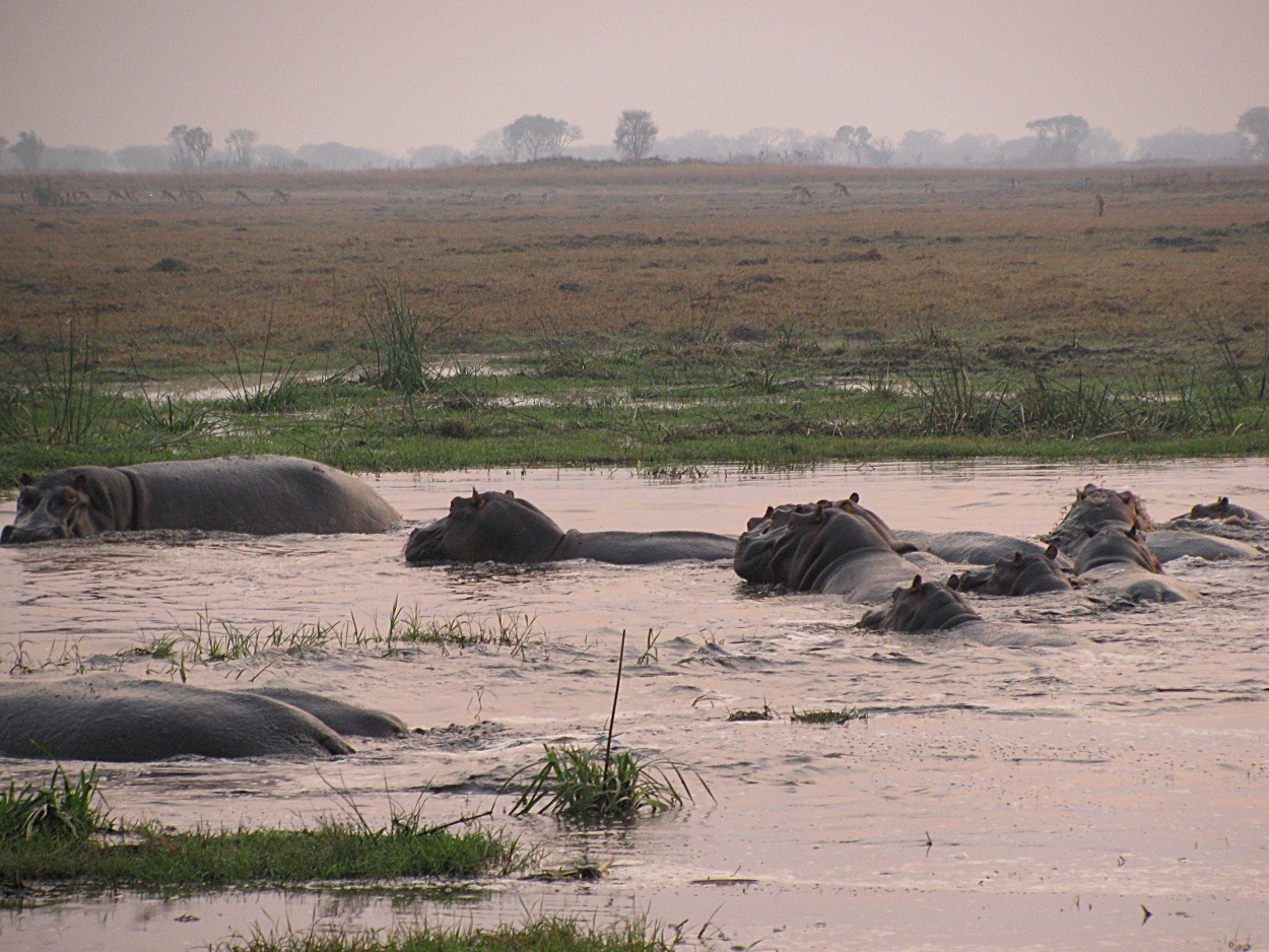 Image of Common Hippopotamus