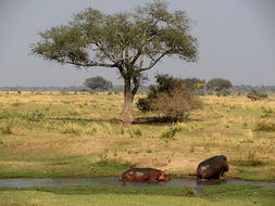 Image of Common Hippopotamus