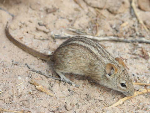 Image of Four-striped Grass Mouse