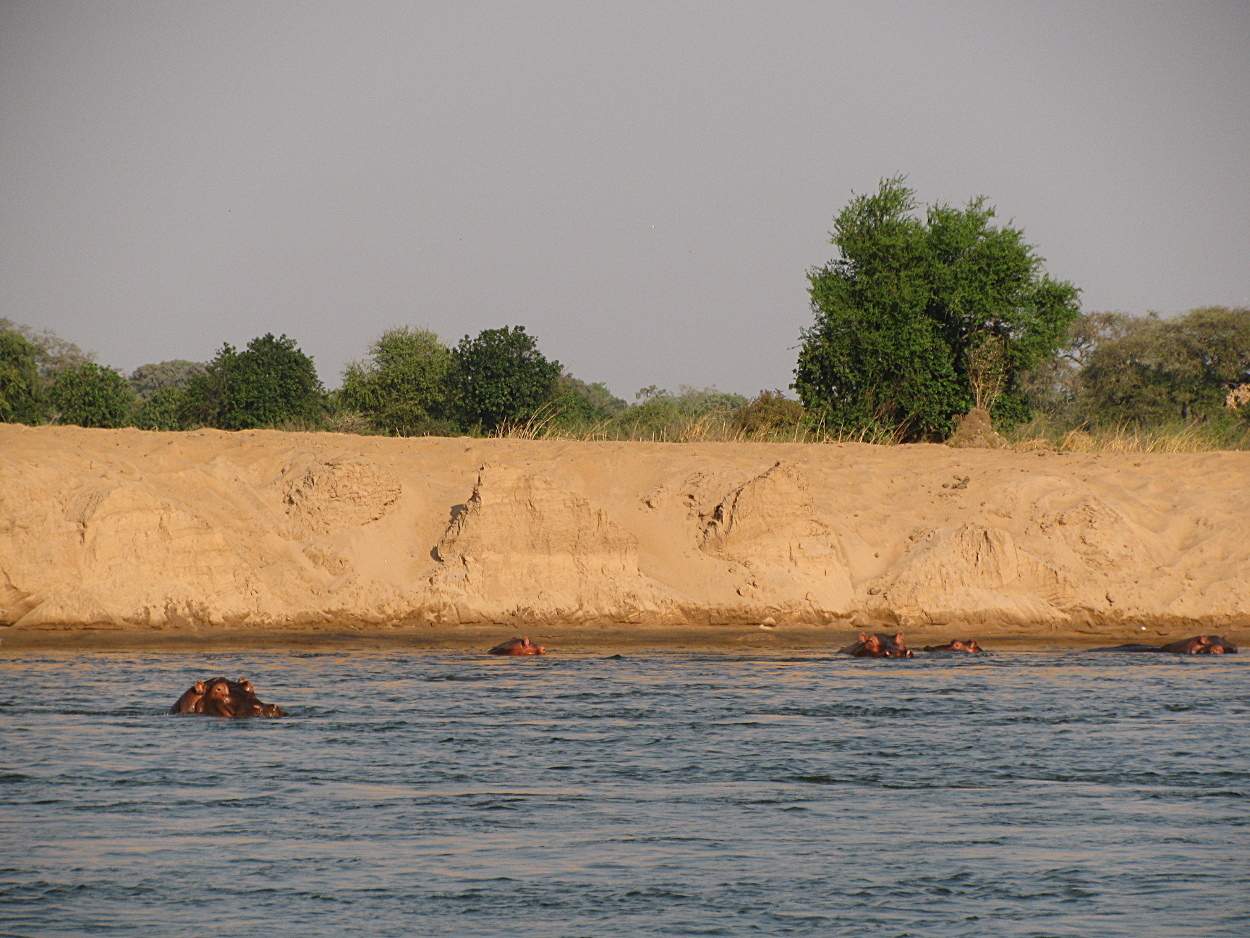 Image of Common Hippopotamus