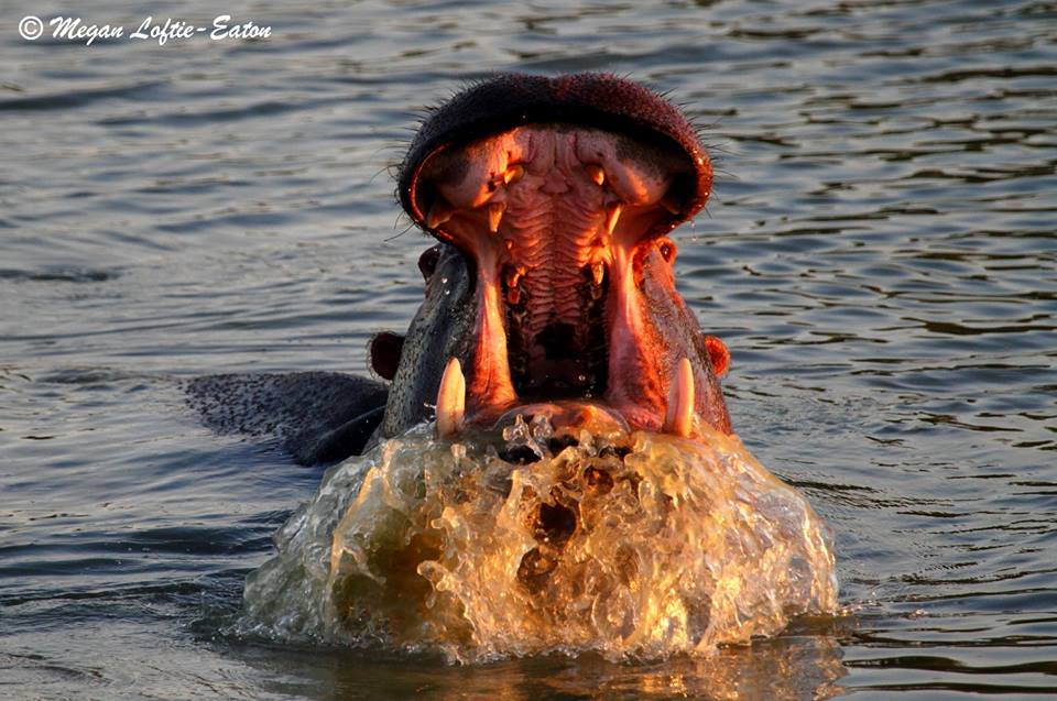 Image of Common Hippopotamus