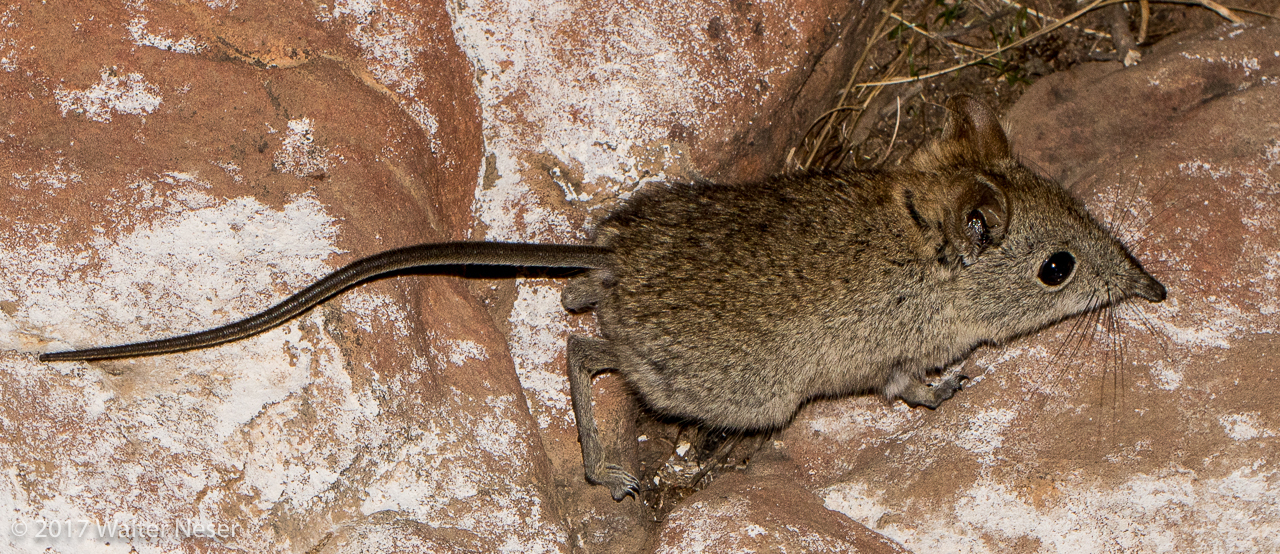 Image of Eastern Elephant-shrew