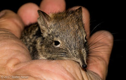 Image of Eastern Elephant-shrew