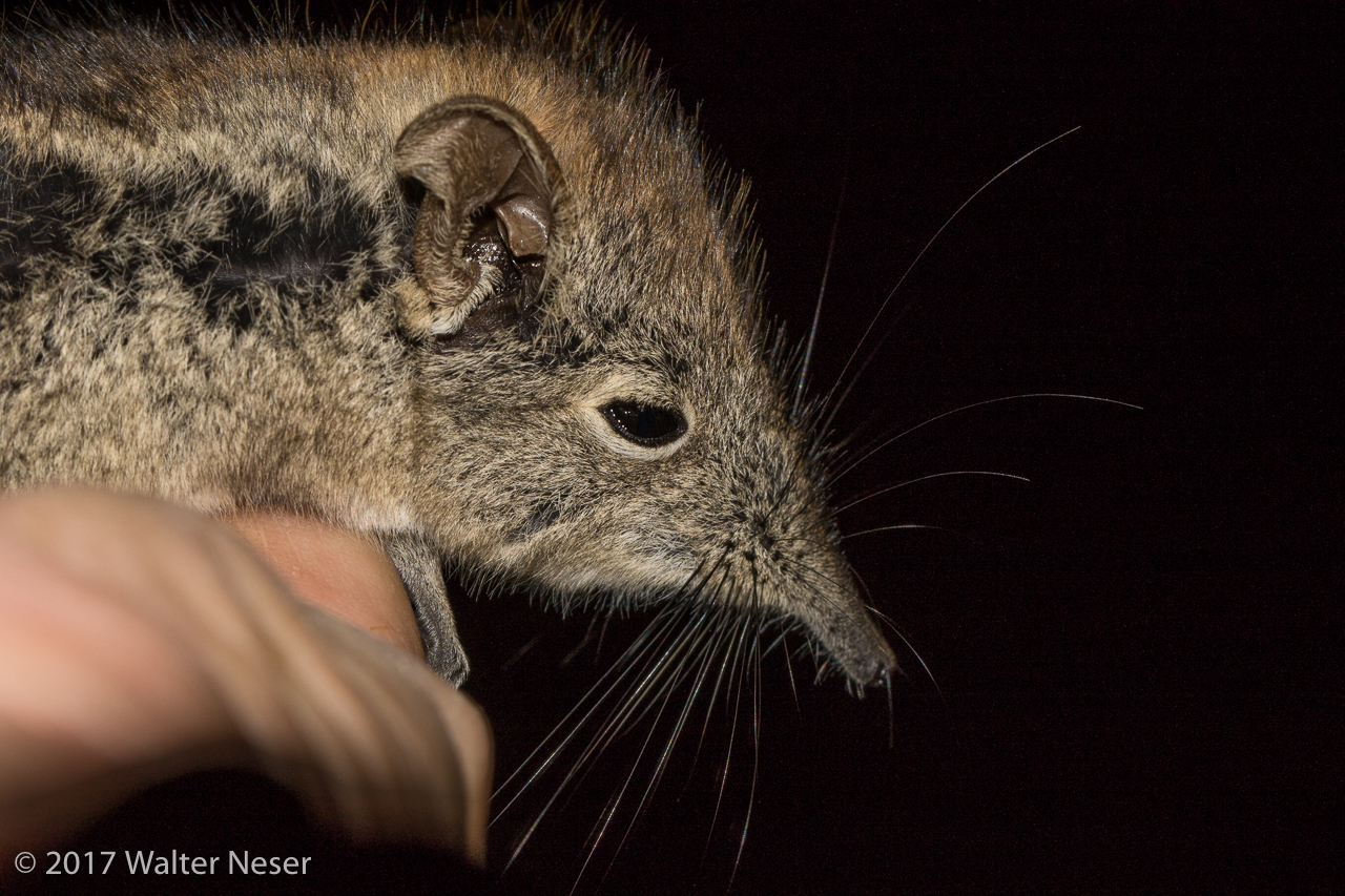 Image of Eastern Elephant-shrew