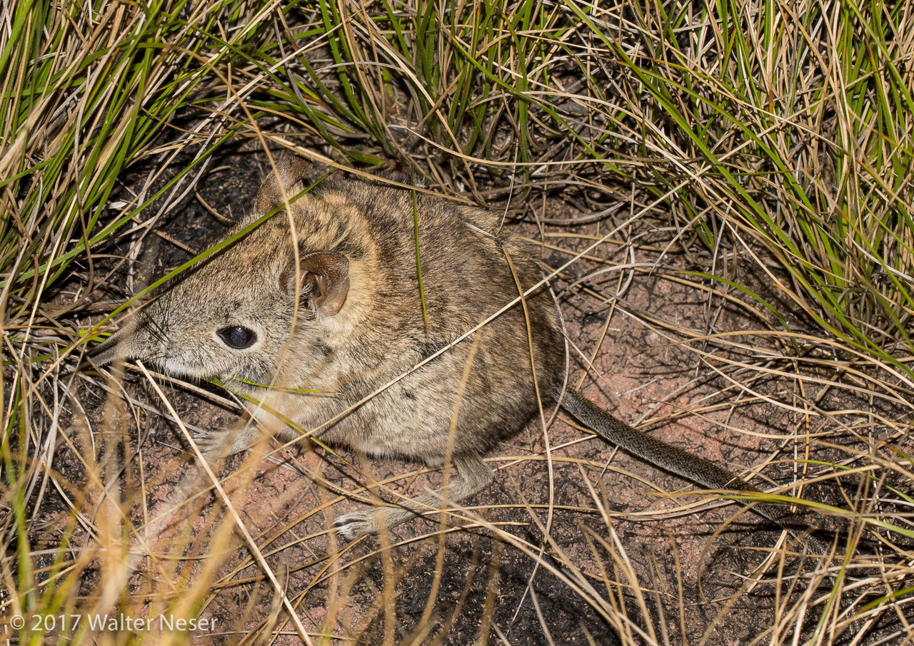 Image of Eastern Elephant-shrew