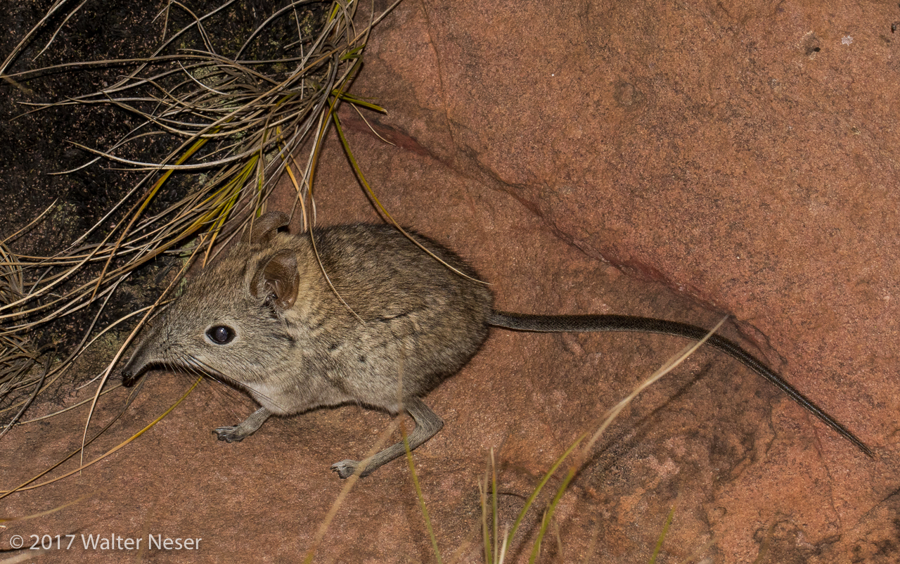 Image of Eastern Elephant-shrew