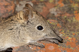 Image of Eastern Elephant-shrew