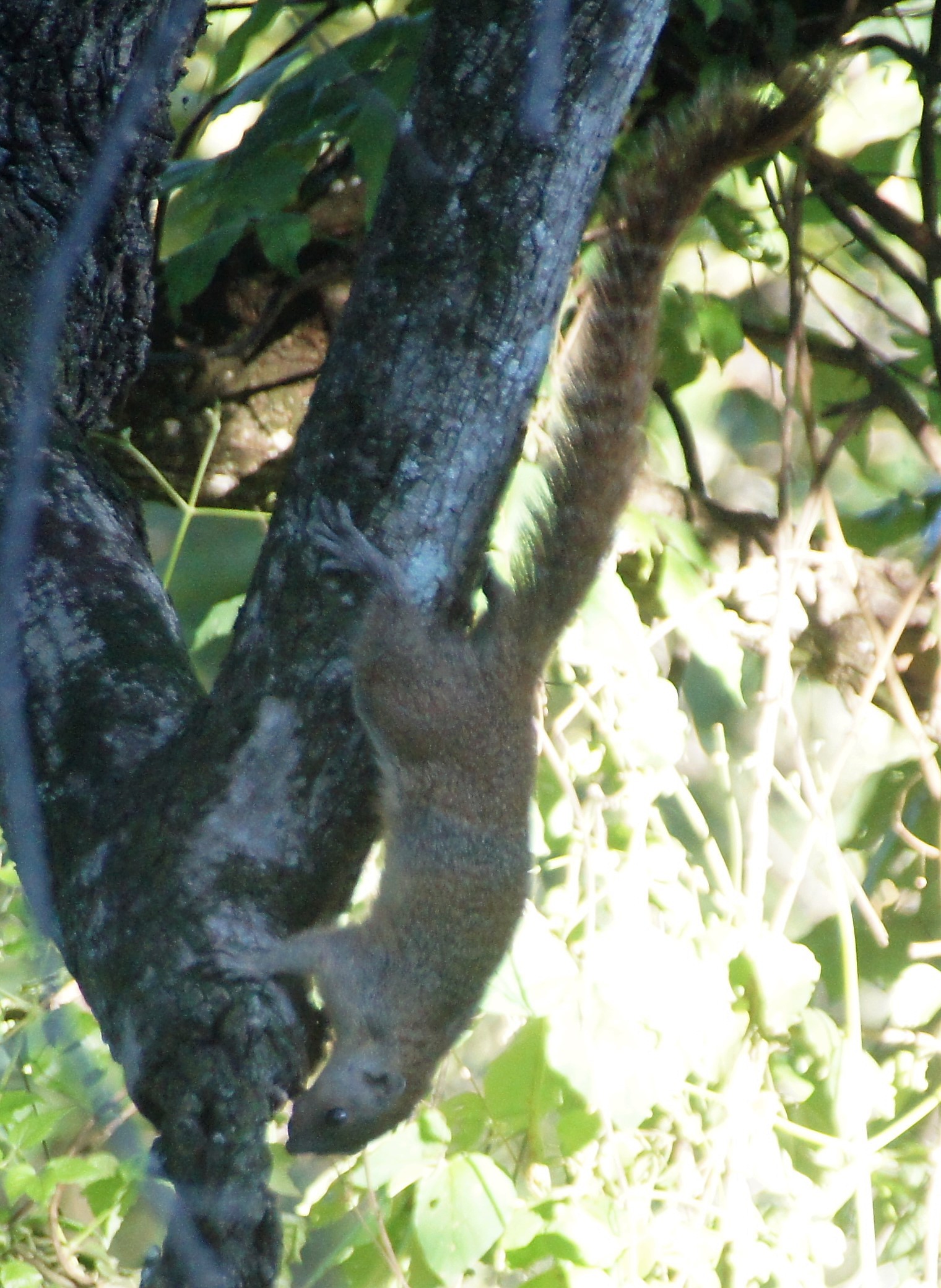 Image of Mutable Sun Squirrel