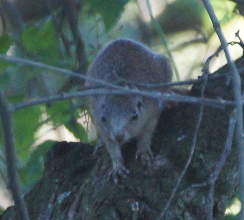 Слика од Heliosciurus mutabilis (Peters 1852)