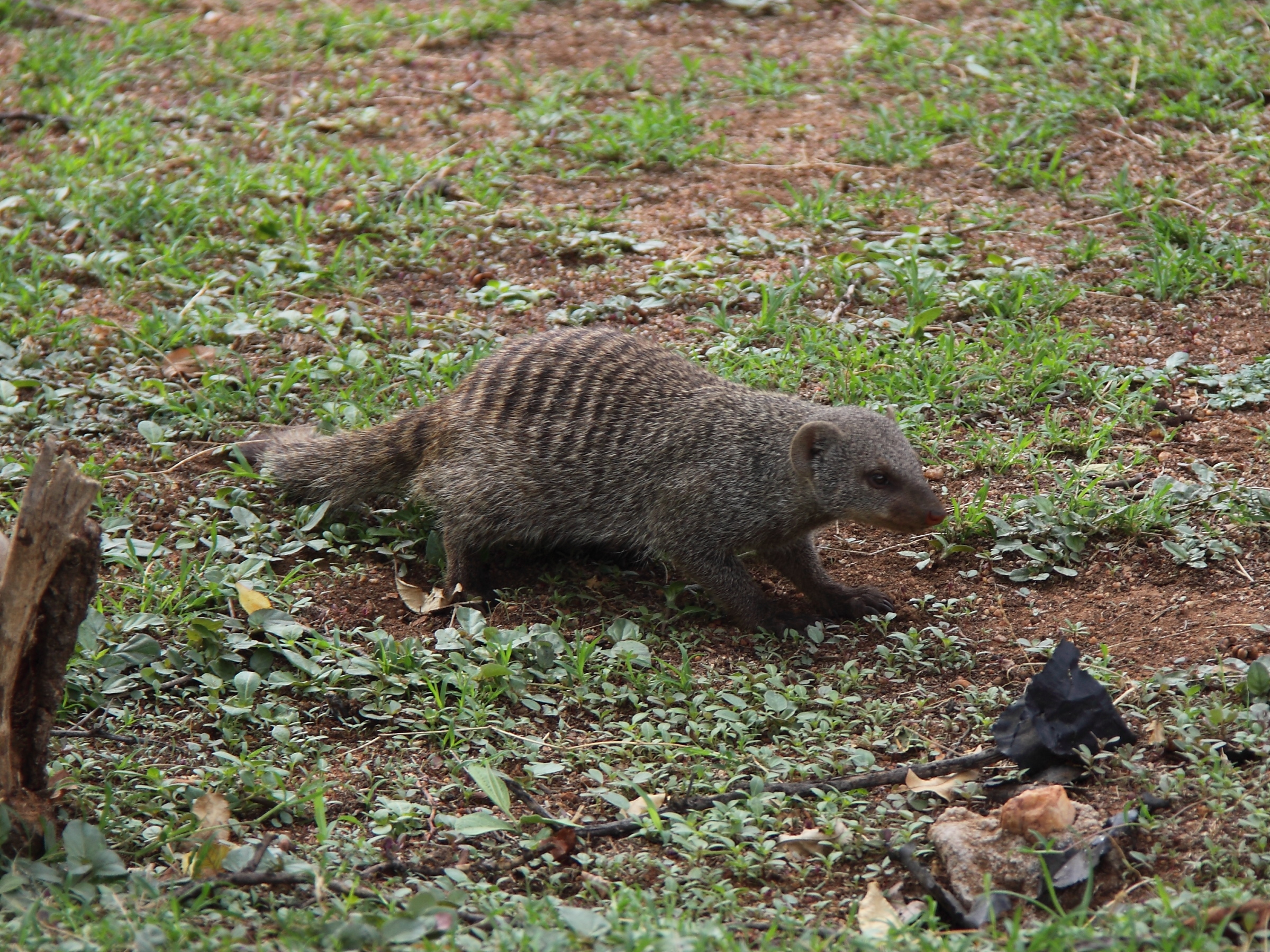 Image of Banded mongooses