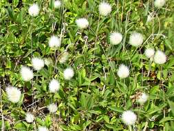 Image of harestail grass